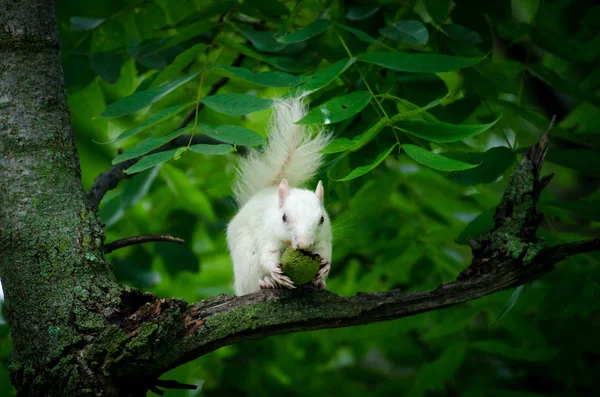 白松鼠 — 图库照片