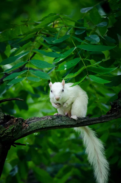 White squirrel — Stock Photo, Image