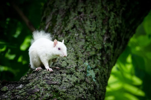 White squirrel — Stock Photo, Image