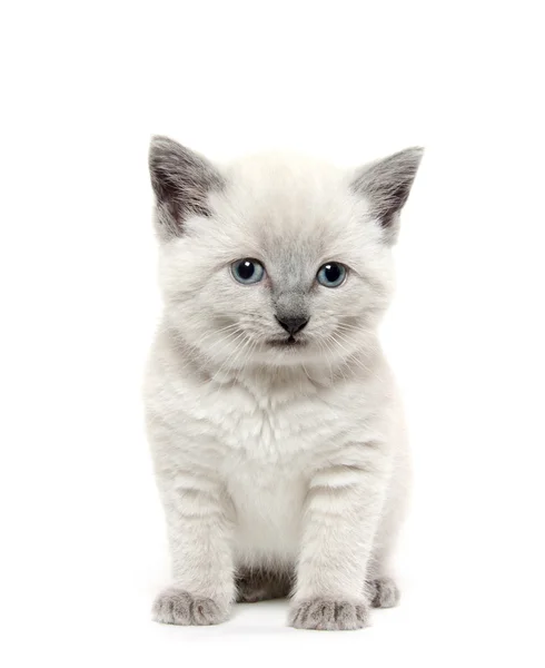 Милий кошеня на білому — стокове фото