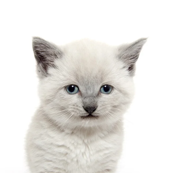 Ładny kotek na biały — Zdjęcie stockowe