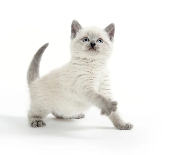 Chaton mignon jouant sur blanc — Photo