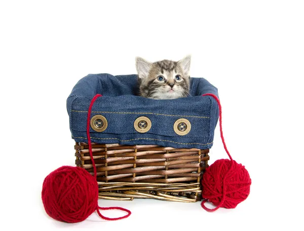Tabby kitten in a basket — Stock Photo, Image