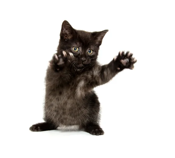 Милая черная кошка на белом — стоковое фото