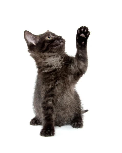 Lindo gato negro en blanco — Foto de Stock