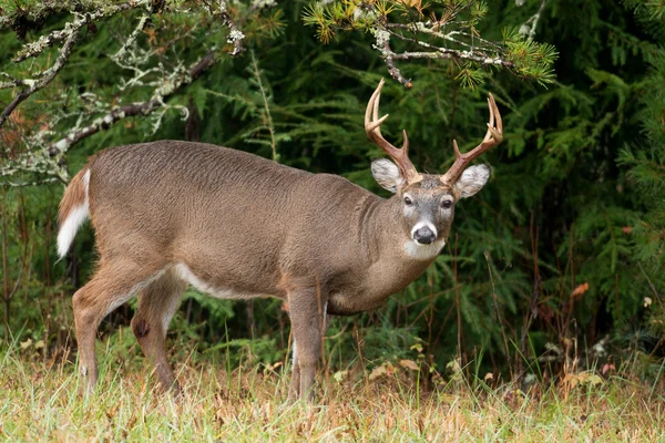 Cervo dalla coda bianca Buck — Foto Stock