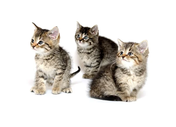 Tres gatitos tabby — Foto de Stock