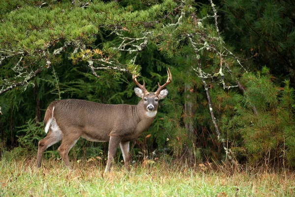 Buck de cerf de Virginie — Photo