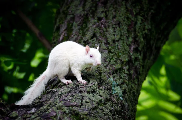 Λευκό σκίουρος — Φωτογραφία Αρχείου