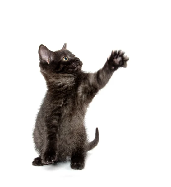 Söt svart katt på vit — Stockfoto