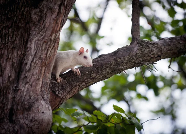 Écureuil blanc — Photo