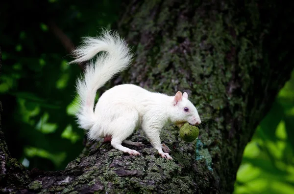 Scoiattolo bianco — Foto Stock