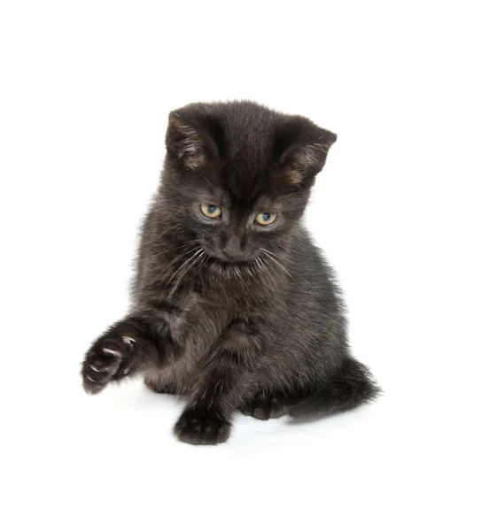 Schattig zwarte kat op wit — Stockfoto