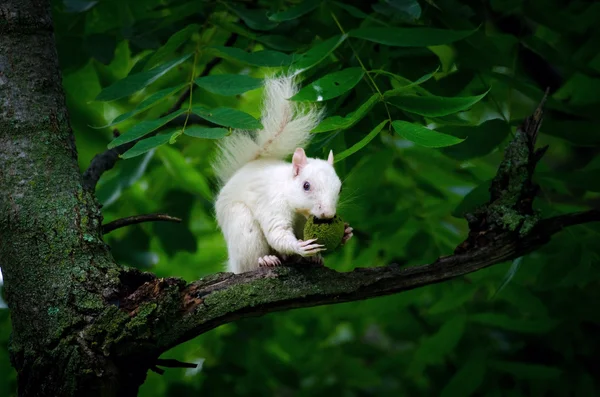 White squirrel — Stock Photo, Image