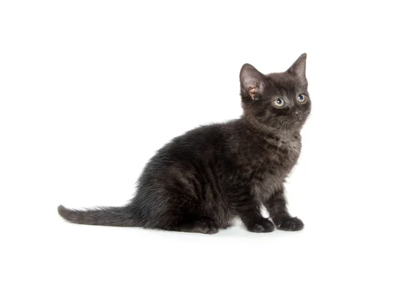 Bonito preto gato no branco — Fotografia de Stock