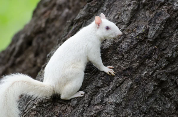 White squirrel — Stock Photo, Image