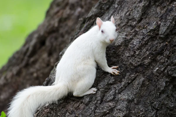 Ardilla blanca — Foto de Stock