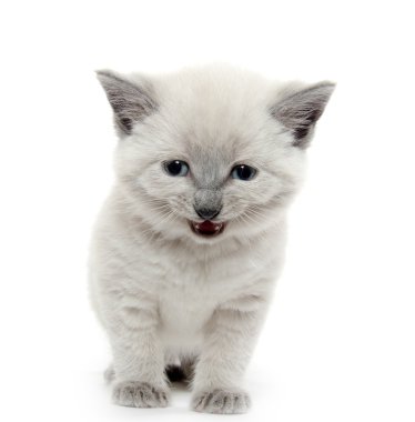 Beyaz sevimli kedi yavrusu