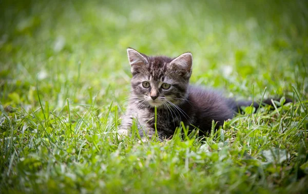 かわいいとら子猫 — ストック写真