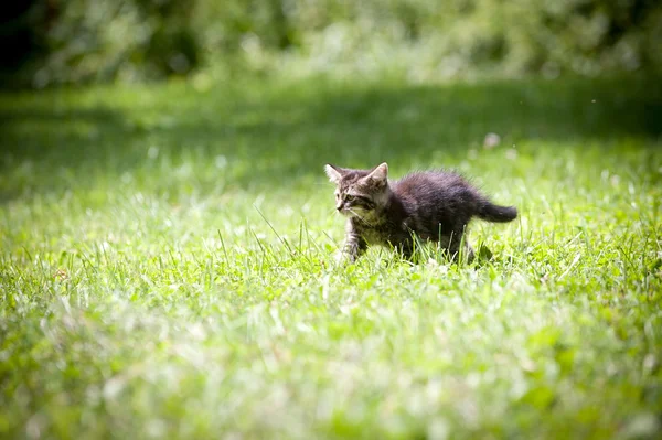 Şirin tabby yavru kedi — Stok fotoğraf