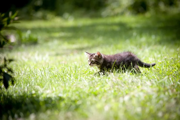 Şirin tabby yavru kedi — Stok fotoğraf