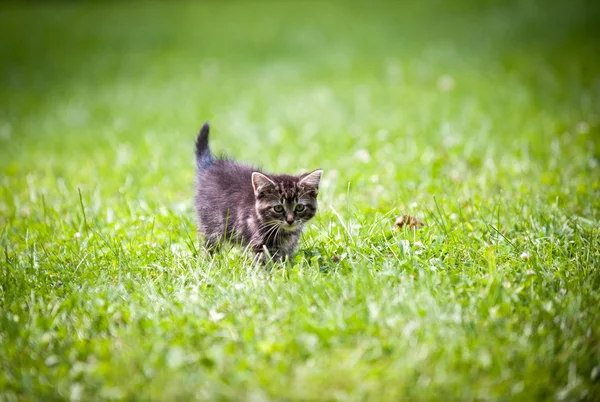 Cute tabby kitten — Stock Photo, Image