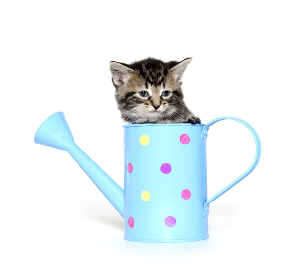 Cute kitten in watering can — Stock Photo, Image