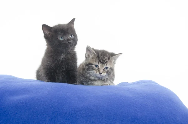 Dwa kociaki na niebieski koc — Zdjęcie stockowe