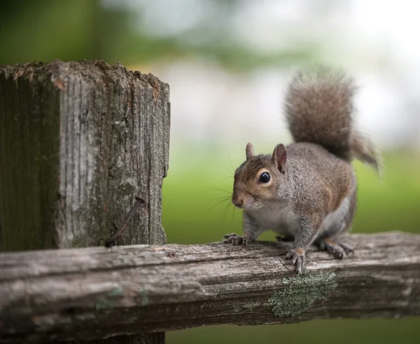 Oostelijke grijze eekhoorn op een bericht — Stockfoto