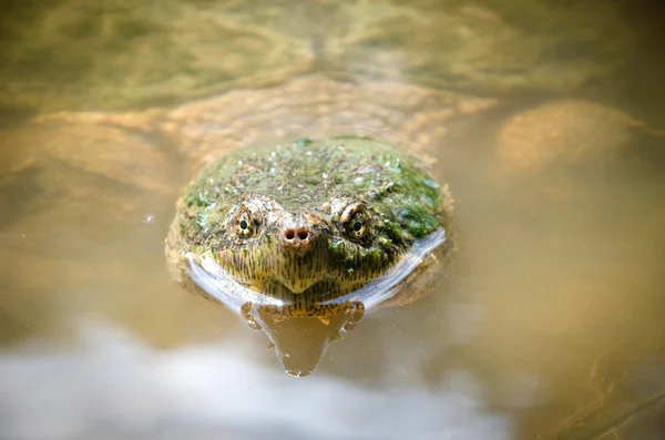 カミツキガメ — ストック写真