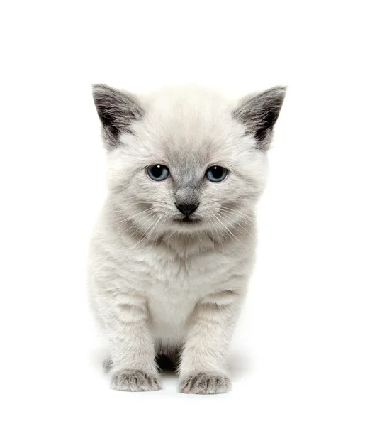 Söt kattunge på vit — Stockfoto