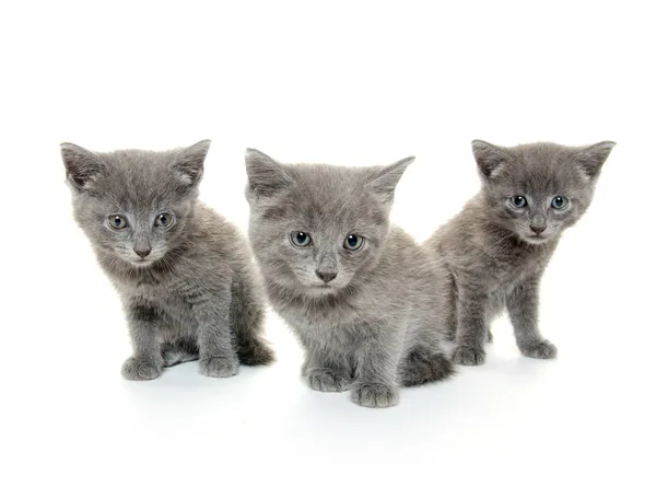 Drie grijze kitten — Stockfoto