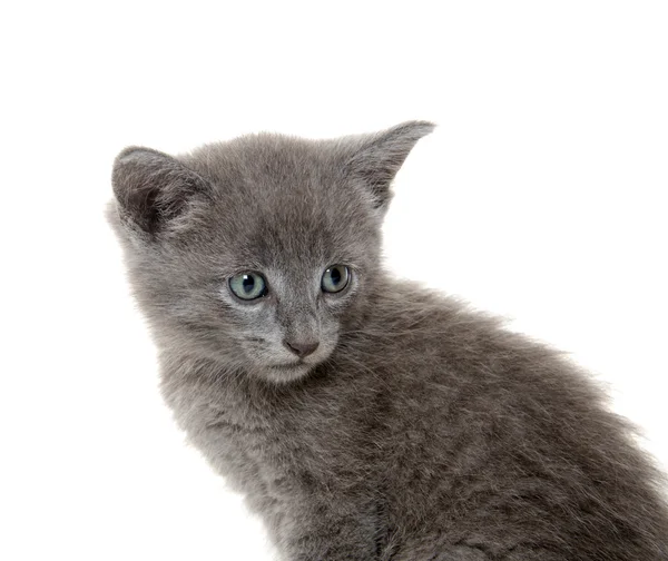 Lindo gatito gris — Foto de Stock