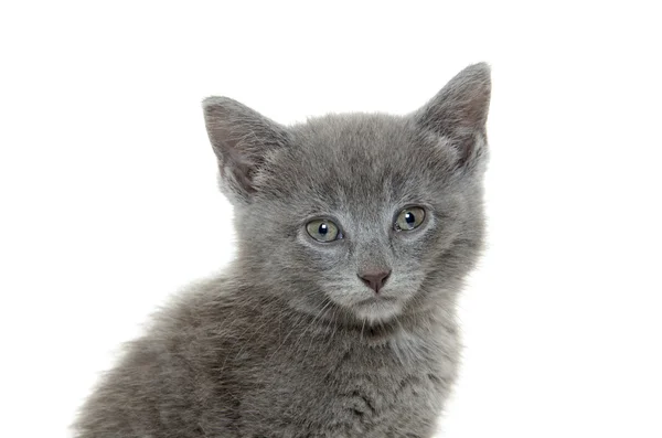 Lindo gatito gris — Foto de Stock