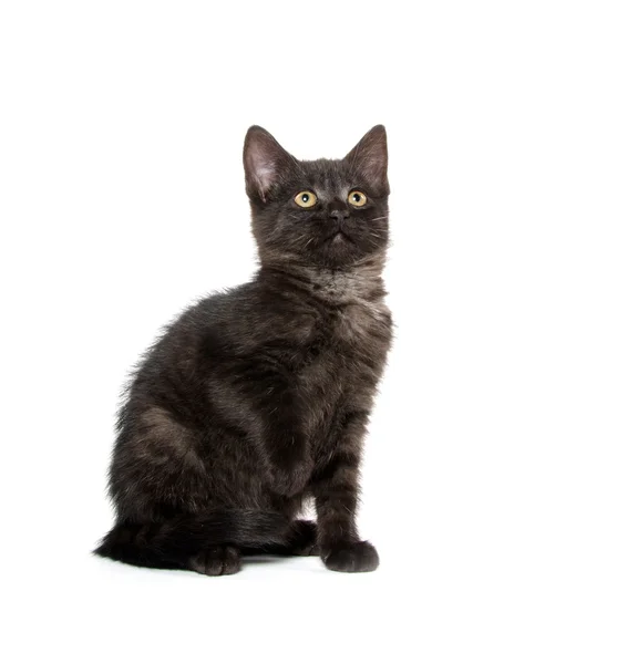 Carino gattino nero — Foto Stock