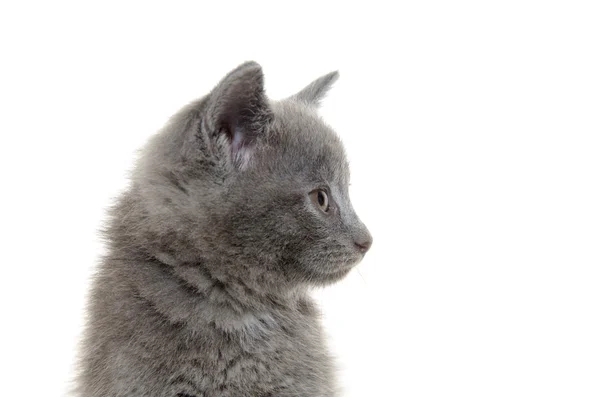 Carino gattino grigio — Foto Stock