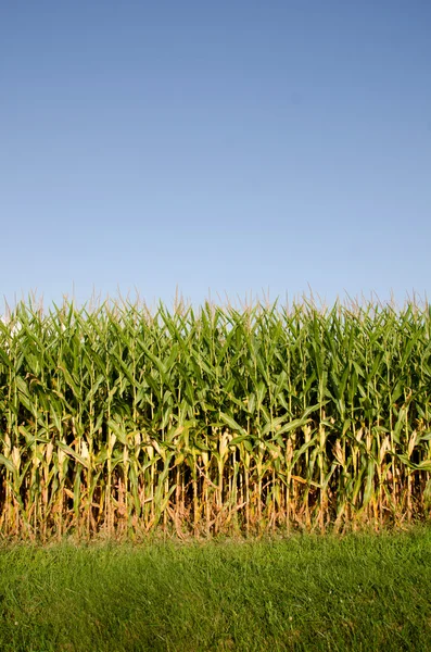 Поле кукурузы — стоковое фото
