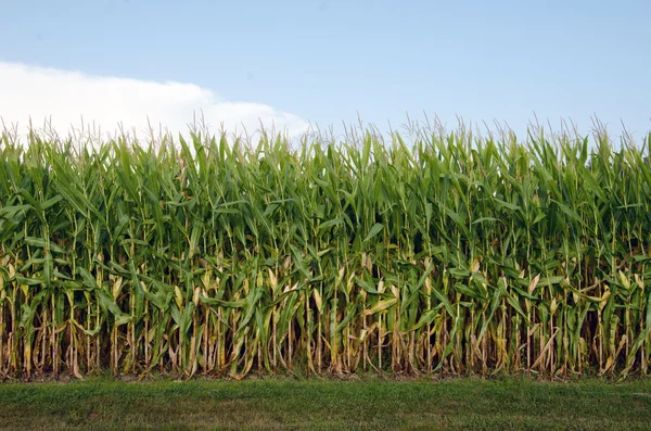 Field of corn — Stock Photo, Image