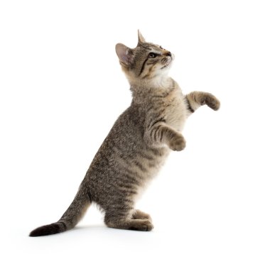 şirin tabby yavru kedi