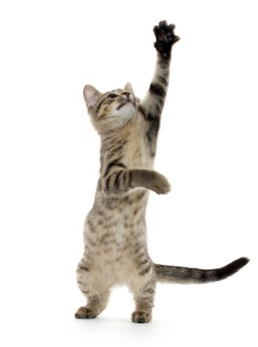 şirin tabby yavru kedi