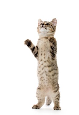 şirin tabby yavru kedi