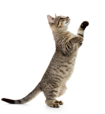 şirin tabby yavru kedi