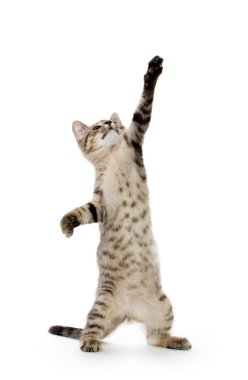 şirin tabby yavru kedi