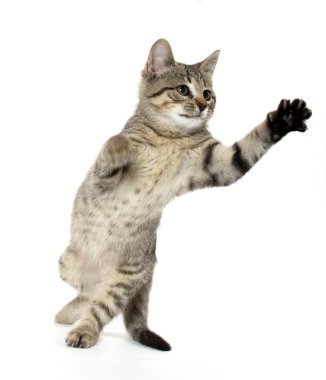 şirin tabby yavru kedi