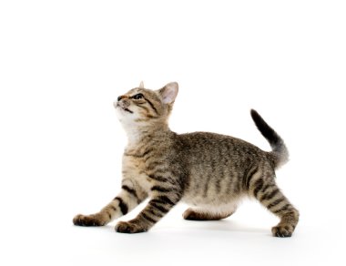 şirin tabby yavru kedi