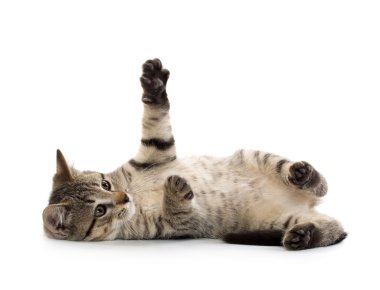 şirin tabby yavru kedi