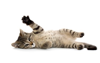 şirin tabby yavru kedi