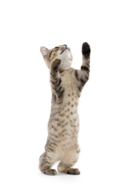 şirin tabby yavru kedi