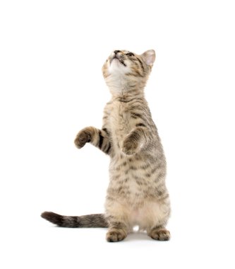 şirin tabby yavru kedi