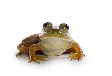 Amerikan kurbağa